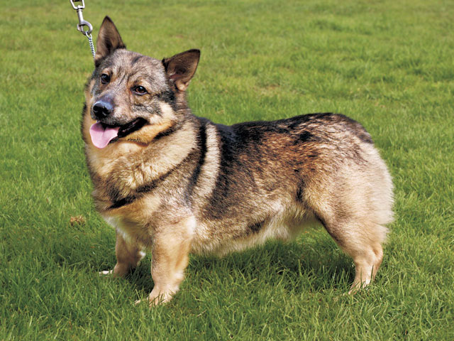 �����Ƒ��Ɍ}����O��